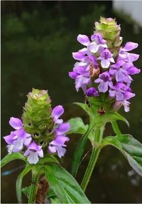 100+ HEAL-ALL Medicinal Herb Seeds (Prunella Vulgaris) All-Heal Self Heal Fresh • $3.24