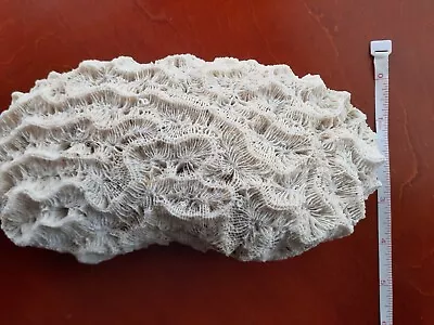 Brain Coral Salt Water/Display 4 X 9 X 2.5 Natural Oval Shaped Creamy Caribbean • $70