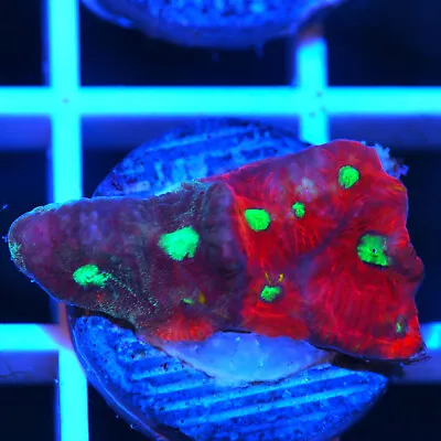 COE WYSIWYG Live Coral Frag ~ Bipolar Favia Coral ~ LPS ~ SPS • $5.99