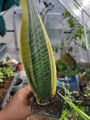 1 Sansevieria Lengua De Suegra Mother In Law Tongue Well Rooted  • $7