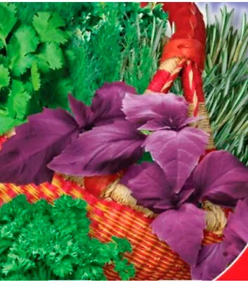£1.88 • Buy 500 X Kitchen MIX Herbs Seeds Basil,parsley,celery,coriander,cumin,thyme,dill