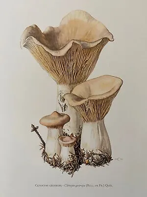 TROOPING FUNNEL Mushroom Print. Antique And Vintage Natural Sciences And Spore • $26.40