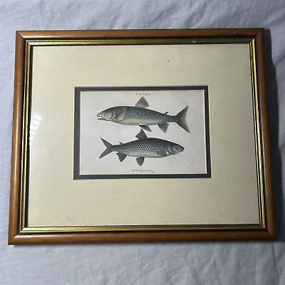 Charr Gwyniad Fish Vintage Framed Art Print 15” X 12.5” • $6.93