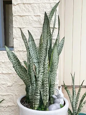 Snake Plant Mother-In-Law's Tongue Sansevieria Zeylanica Silver • $12.99