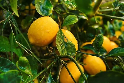 Meyer Lemon 🍋 Tree Seeds Organic Non-gmo • $3.50