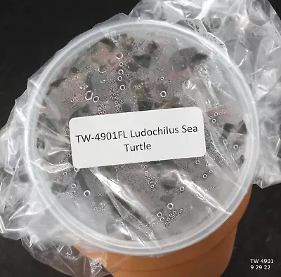 £76.91 • Buy FLASK Ludochilus Sea Turtle JEWEL ORCHID