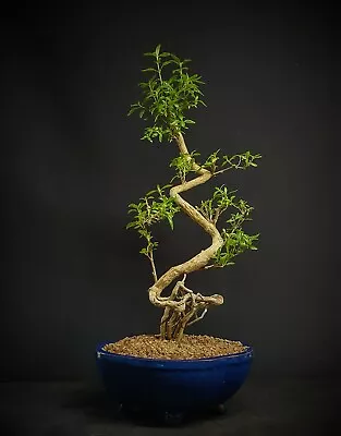 Snow Rose Bonsai Tree # 17 • $174.97