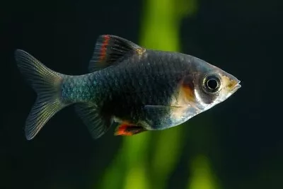 6 PK Green Tiger Barb - Live Freshwater Fish • $44.49