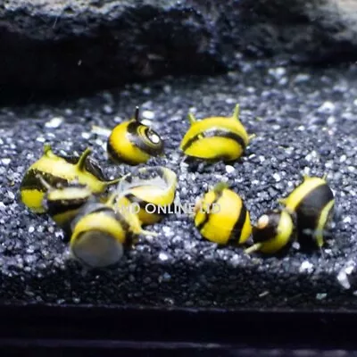 3x ZEBRA HORN NERITE SNAIL CLITHON DIADEMA ALGAE EATER AQUARIUM FISH PLANT • £7.99