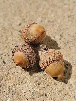 50 Acorns From Western Illinois-Unknown Variety • $7.99