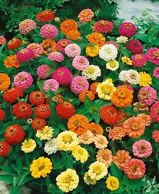 Zinnia THUMBELINA MIX DWARF Butterflies Hummingbirds AAS WINNER NonGMO 200 Seeds • $3.98