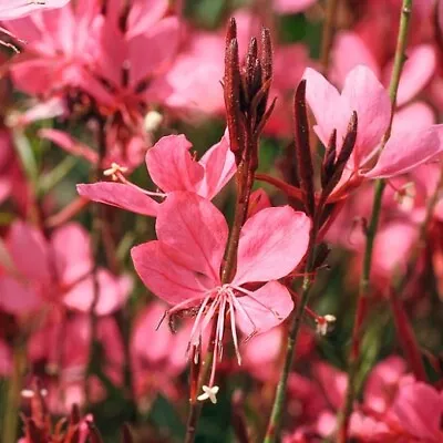 £10.95 • Buy 2x Gaura Lindheimeri 'Belleza Dark Pink' Hardy/Perennial XXL Jumbo Plug Plants