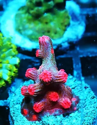 Vivid's Branching Cyphastrea Decadia Zoanthids Paly Zoa SPS LPS Corals WYSIWYG • $4.99