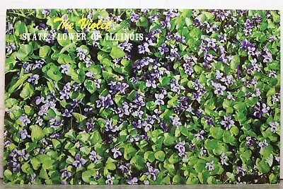 Illinois IL State Flower Violet Postcard Old Vintage Card View Standard Souvenir • $0.50