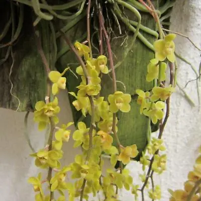 Chiloschista Parishii Miniature Fragrant Orchid Species BLOOM SIZE + CERTIFICAT • $29