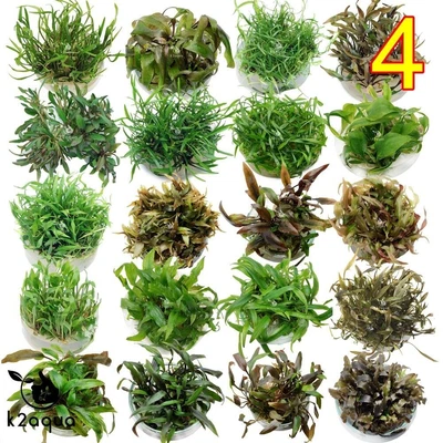 £4.99 • Buy Live Aquarium Plants - Cryptocoryne - IN VITRO Aquatic Tropical Fish  InVitro
