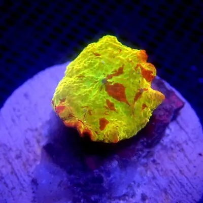 Jawbreaker Mushroom Coral WYSIWYG IC 3267 - Indigo Corals - JB • $98