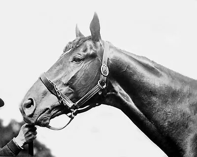 1920 Champion Racehorse MAN O WAR Glossy 8x10 Photo Print Thoroughbred Poster • $5.49