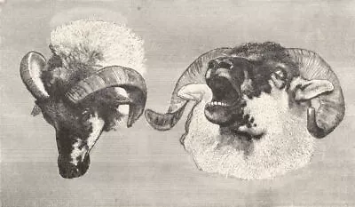 SHEEP. Study Of Rams' Heads-Landseer C1880 Old Antique Vintage Print Picture • $8.71