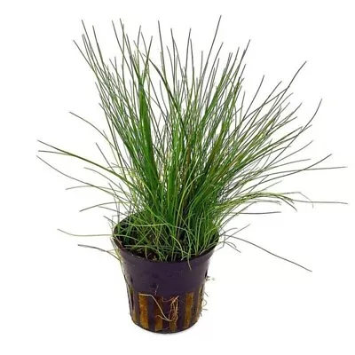 £5.99 • Buy Eleocharis Acicularis Dwarf Hairgrass Live Aquarium Aquatic Plants Fish Tank