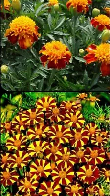 French Marigold COURT JESTER & DOUBLE DWARF Tall & Short Mix Non-GMO 200 Seeds • $3.98