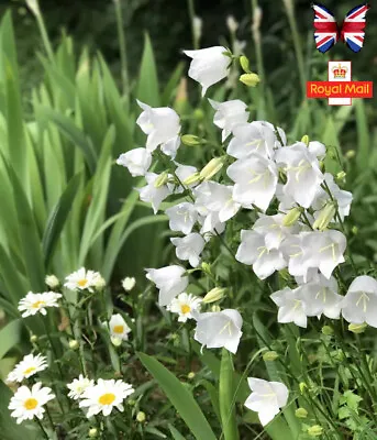 Campanula 🌸 Persicifolia 'Alba' 100 Seeds White Bells Perennials • £1.89