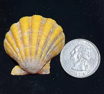 Pecten Langfordi Hawaiian Sunrise Shell Jewelry Specimen Hawaii North Shore Huge • $55