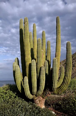 50 Seeds Pachycereus Pringlei Mexican Giant Cardon Gigante Elephant Cactus Nopal • $44