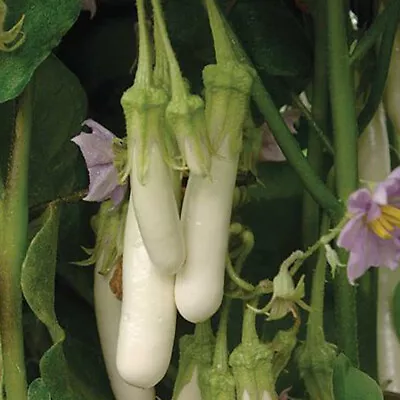 Aubergine Seeds Vegetable Garden Plants Annual 'Gretel' 1 Packet 5 Seeds T&M • £3.49