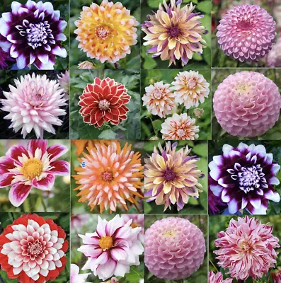 25pc DAHLIA SEEDS Garden Plant Flower Bloom Rare Exotic USA Seller FREE Shipping • $7.75