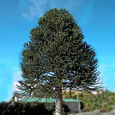 25-30cm Araucaria Araucana Monkey Puzzle Tree In A 13cm Pot Strong Healthy Plant • £15.99