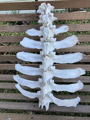 Real Cow Spine Vertebrae Bones Backbone Craft Tapered 24”x 16” Bleached By Sun • $75