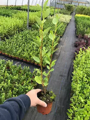 10 Griselinia Hedging Plants - New Zealand Laurel - Apx 35cm Plus Tall In Pots • £29.95