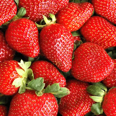 Strawberry 'Sweetheart' Bare Root Fast Growing Garden Bush Fruit Plants • £7.99