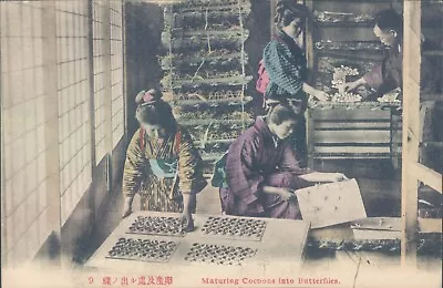 JAPAN Silk Manufacturing Maturing Cocoons Into Butterflies 1910s PC • $19