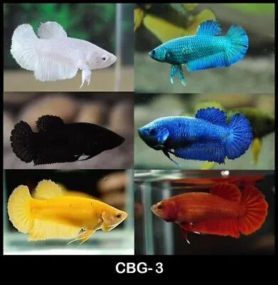 Live Betta Fish Female Sorority High Quality Solid Color HMPK Plakat - USA • $55