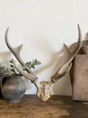 Vintage Antique Wall Mounted Deer Antlers • £175