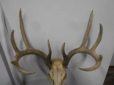 143  5x5 WHITETAIL DEER RACK FULL SKULL Mule Elk Shed Antlers Taxidermy Moose • $260