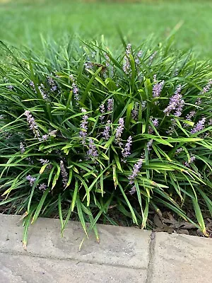 Liriope Monkey Grass  Live Bare Root Starter Plants  Lot Of 50  Ready To Plant • $25