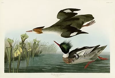 401 Red Breasted Merganser Audubon Print Havell Repro Edt. Double Elephant Folio • $249.95