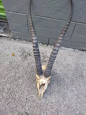 Large Grants Gazelle  Small  Horn Taxidermy • $75