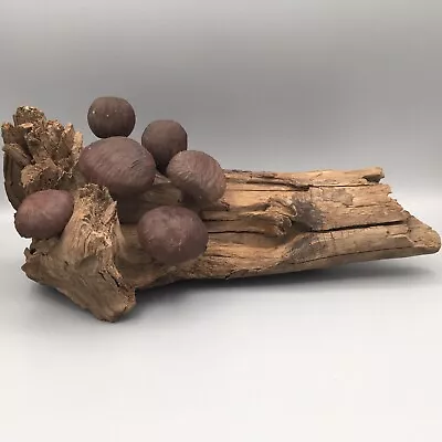 Vtg Driftwood Mushrooms Hand Carved Signed WTR 12”￼ Retro Decor Garden Taxidermy • $35