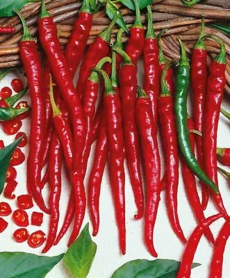 75 Cayenne Long Red Slim Chili Pepper Seeds Fresh Harvest For 2024 Gardens • $2.19