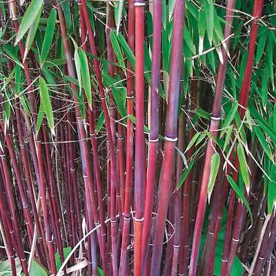 Red Umbrella Bamboo Hardy Garden Plants Easy To Grow 2 X 9cm Potted Plant T&M • £24.99