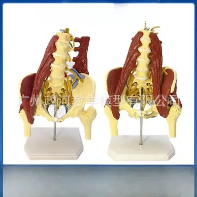 Anatomy Lumbar Vital Muscles Part 1:1 Pelvic Vertebrae Spine Skeleton Model Disc • $256.79