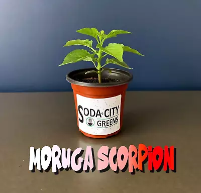 White Moruga Scorpion Pepper Live Plants • $9.99
