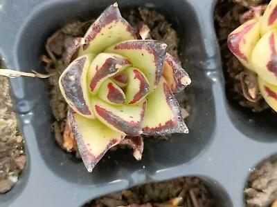 Echeveria Agavoides Ebony( USA Form) Display In 5cm Pot • $25