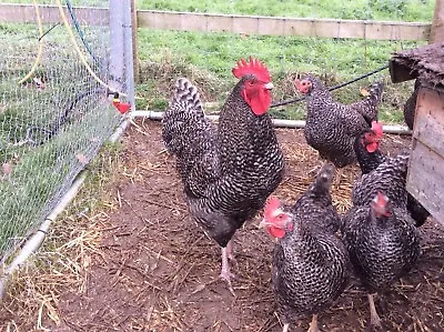£29.99 • Buy Cuckoo Maran Fertile Chicken Hatching Eggs X 6 Pure Breed!! 