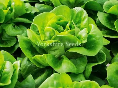 Lettuce All Year Round Seeds X 600 Butterhead Heritage - Vegetable Seeds • £1.89