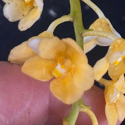$55 • Buy Select Barrita Orchids Sarcochilus INDP/168